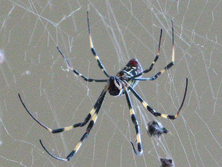 ジョロウグモ 女郎蜘蛛 かぎけんweb ジョロウグモ 女郎蜘蛛 かぎけんweb
