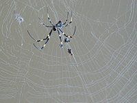 ジョロウグモ 女郎蜘蛛 かぎけんweb ジョロウグモ 女郎蜘蛛 かぎけんweb