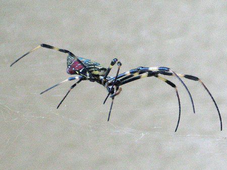 ジョロウグモ 女郎蜘蛛 学名 Nephila Clavata かぎけんweb