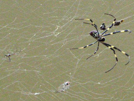 ジョロウグモ 女郎蜘蛛 学名 Nephila Clavata かぎけんweb