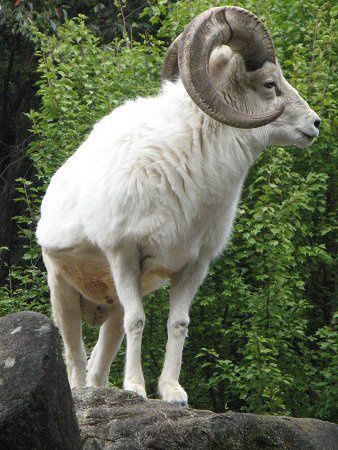 h[V[v(Dall Sheep)