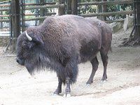 AJoC\(American bison)