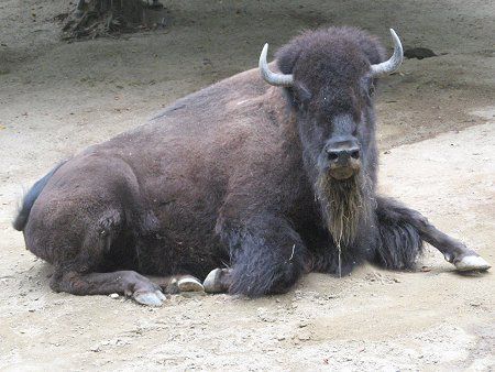 アメリカバイソン American Bison かぎけんweb アメリカバイソン American Bison かぎけんweb