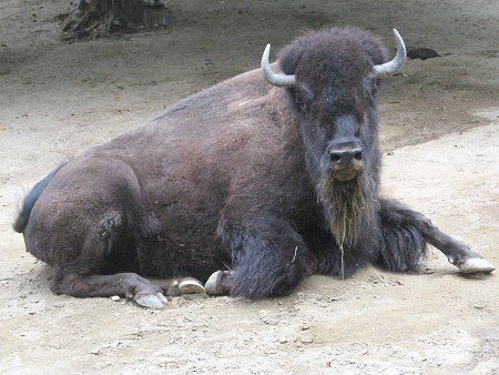 アメリカバイソン American Bison かぎけんweb