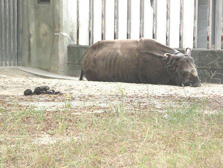 インドサイ 印度犀 かぎけんweb