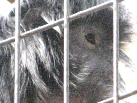 Vo[g(Silvered Lutong)