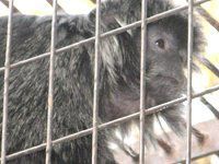 Vo[g(Silvered Lutong)