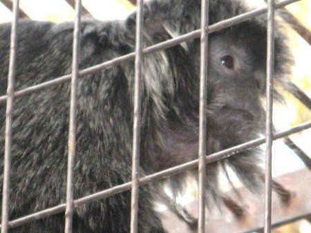 Vo[g(Silvered Lutong)