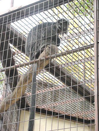 Vo[g(Silvered Lutong)