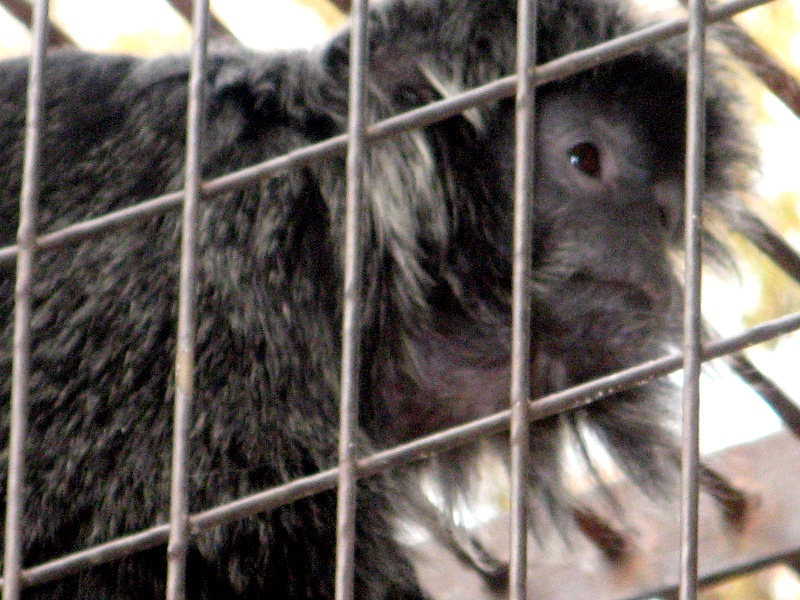 Vo[giSilvered Lutongj