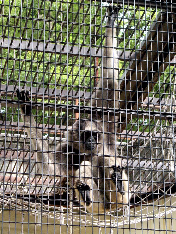 Vo[giSilvered Lutongj