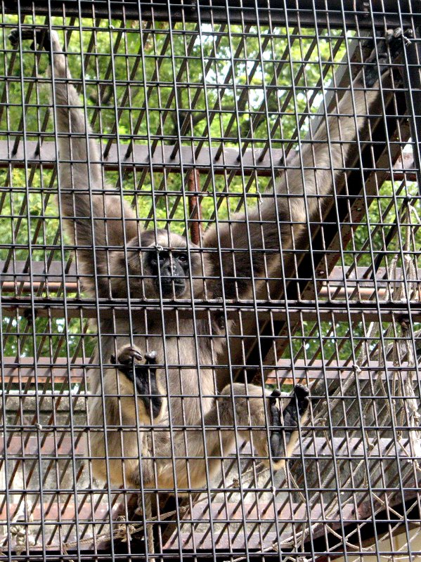 Vo[giSilvered Lutongj