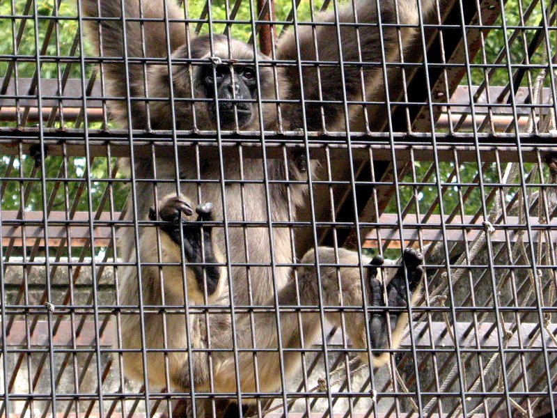 Vo[giSilvered Lutongj