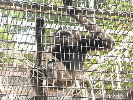 {lIeiKU40iBorneo蒷j