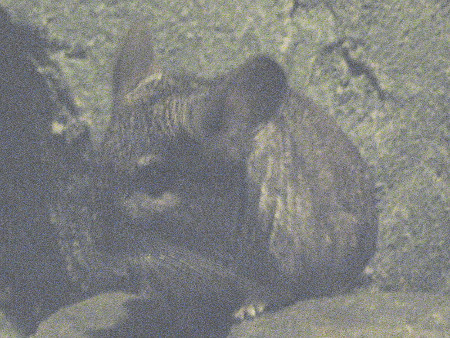 ``(Chinchilla)