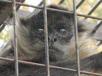 WFtCNU(Geoffroyiw偉)