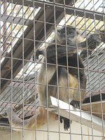 WFtCNU46(Geoffroyiw偉)