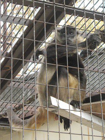 WFtCNU46(Geoffroyiw偉)