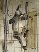 WFtCNU47(Geoffroyiw偉)