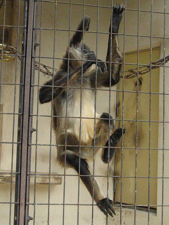 WFtCNU47(Geoffroyiw偉)