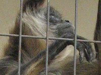 WFtCNU48(Geoffroyiw偉)