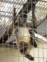 WFtCNU49(Geoffroyiw偉)