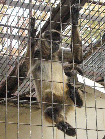 WFtCNU49(Geoffroyiw偉)