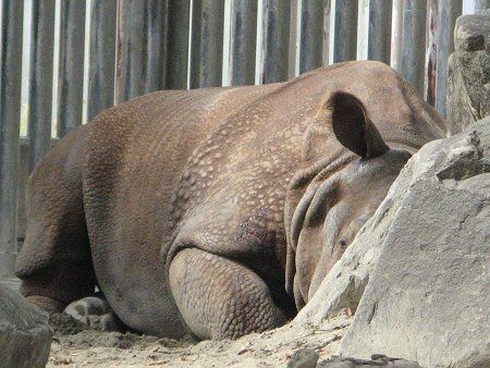 インドサイ 印度犀 かぎけんweb インドサイ 印度犀 かぎけんweb
