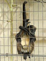 WFtCNU50(Geoffroyiw偉)