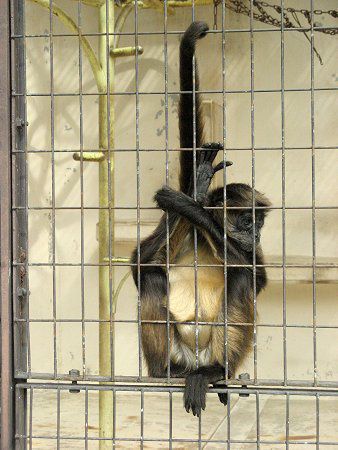 WFtCNU50(Geoffroyiw偉)