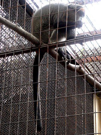 ubUEOGm(Brazza Guenon)