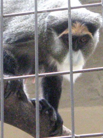 ubUEOGm(Brazza Guenon)