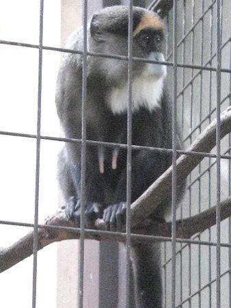 ubUEOGm(Brazza Guenon)