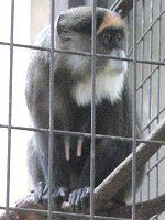 ubUEOGm(Brazza Guenon)