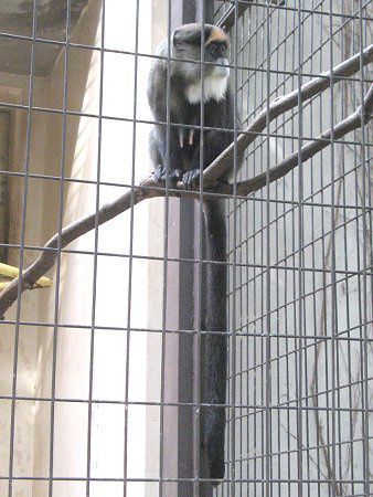 ubUEOGm(Brazza Guenon)