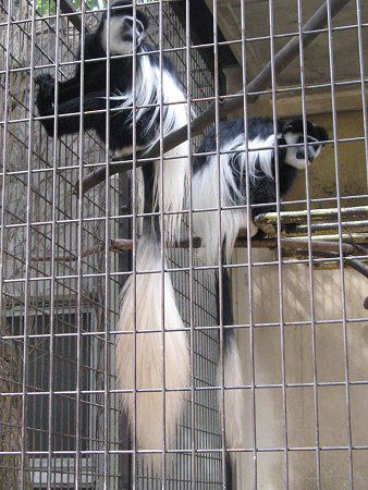 ArVjAERuXiAabyssinia Colobusj