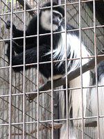 ArVjAERuX Aabyssinia Colobus