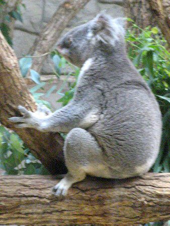 コアラ Koala かぎけんweb コアラ Koala かぎけんweb