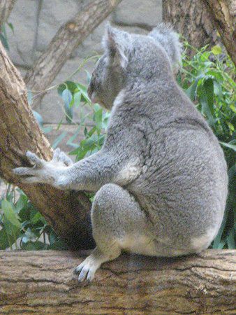 コアラ（Koala）