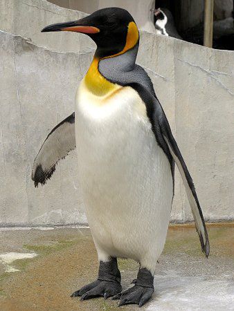 キングペンギン Kingpenguin かぎけんweb