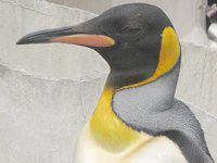 ペンギン目