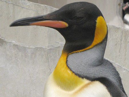 キングペンギン Kingpenguin かぎけんweb