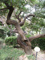 �V���V�����{(�����V)