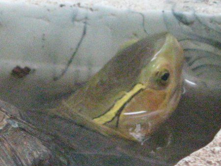 東山動物園の爬虫類 09年10月25日 かぎけんweb 東山動物園の爬虫類 09年10月25日 かぎけんweb