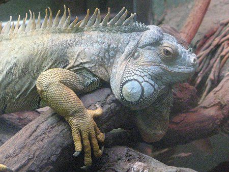 グリーンイグアナ Green Iguana かぎけんweb