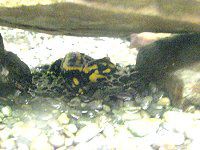 t@CAET}_[iFire Salamanderj