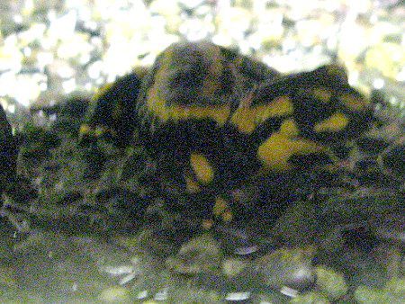 t@CAT}_[iFire Salamanderj