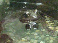 ���}�A�J�K�G���i�R�Ԋ^�j