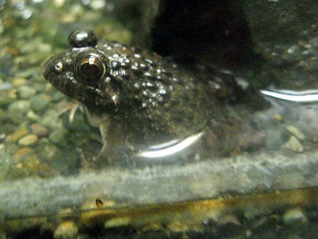 ツチガエル 土蛙 かぎけんweb