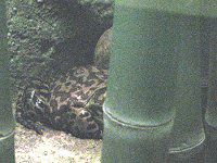 �E�V�K�G��